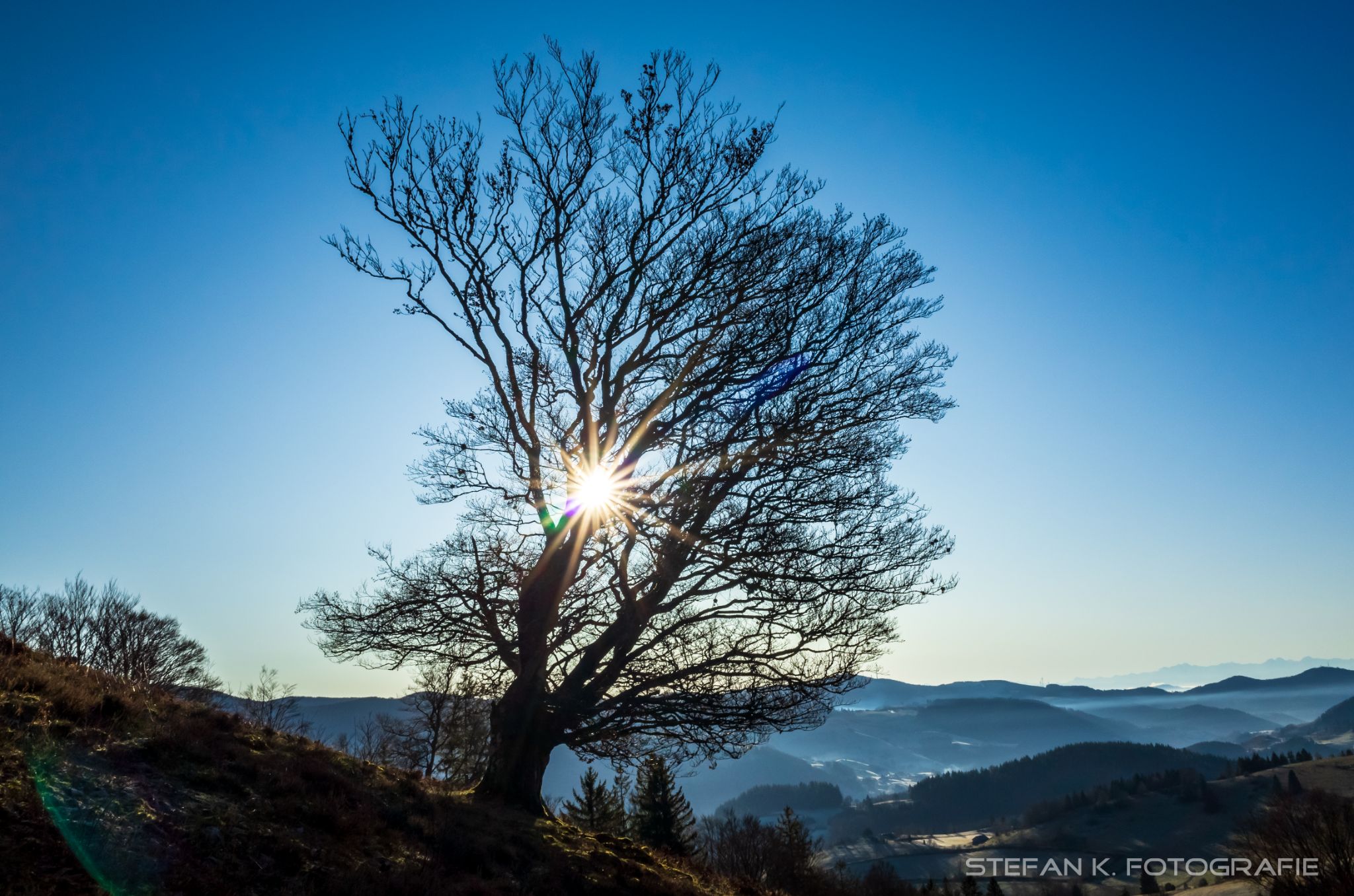 Weidebuche im Gegenlicht